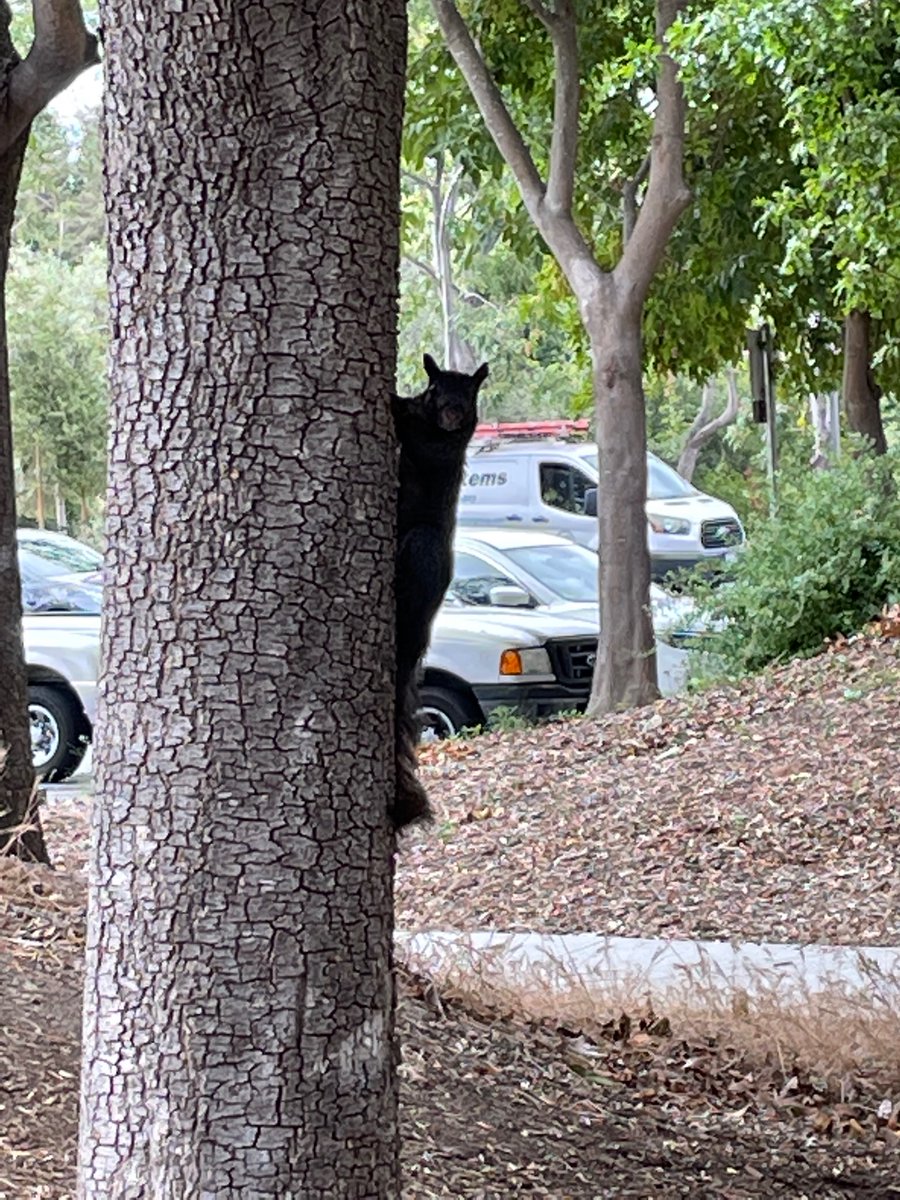 My favorite part of Google’s campus? The goth squirrels.