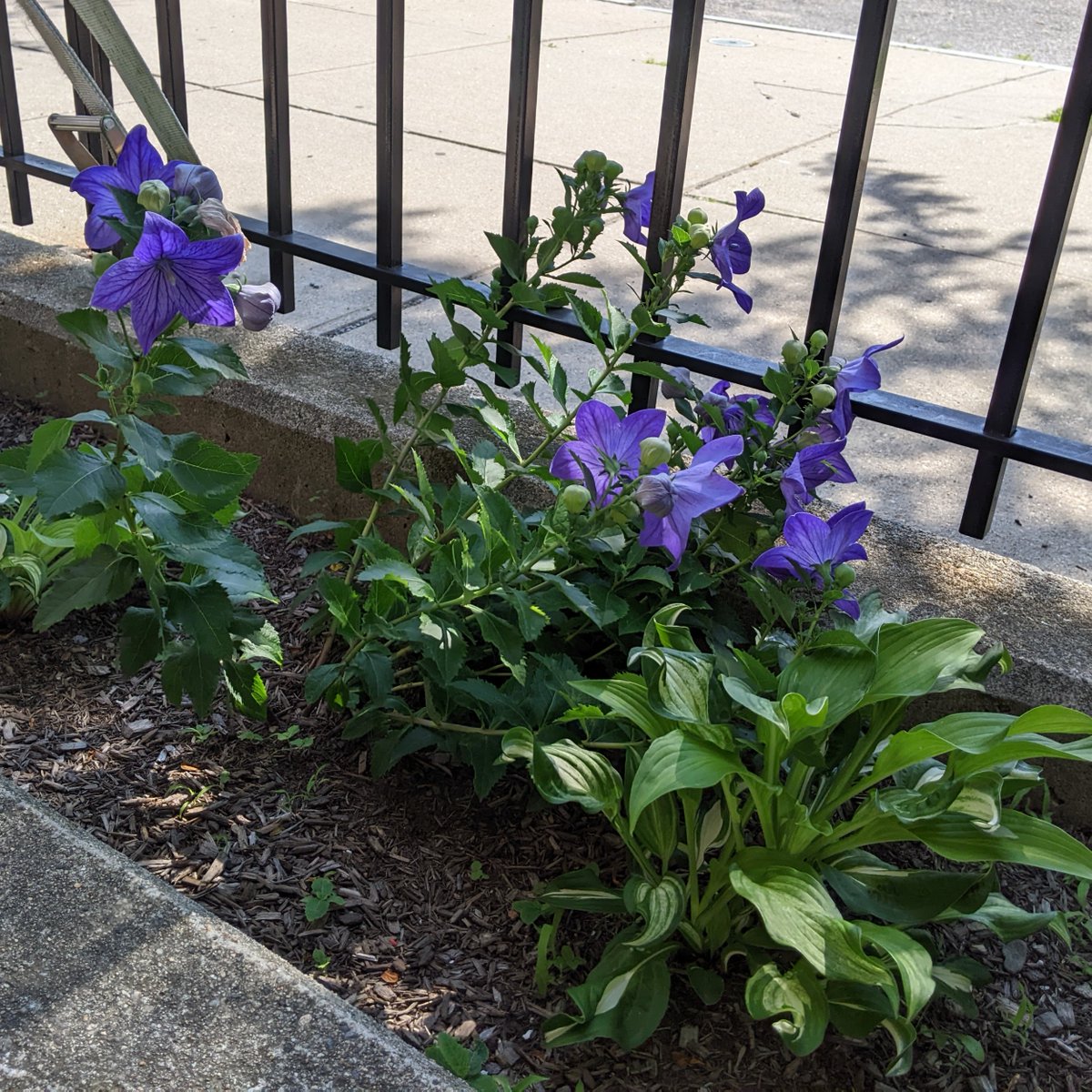 EBayFoodPantry's tweet photo. One Wednesday morning this Spring, some of our food program guests came early, not to be first in line for food, but to plant flowers! Now their work is in full bloom, and we are so grateful for their generous gift!
#StrongerTogether #HelpingEachOther #GivingBack https://t.co/t3oIRd9iwV