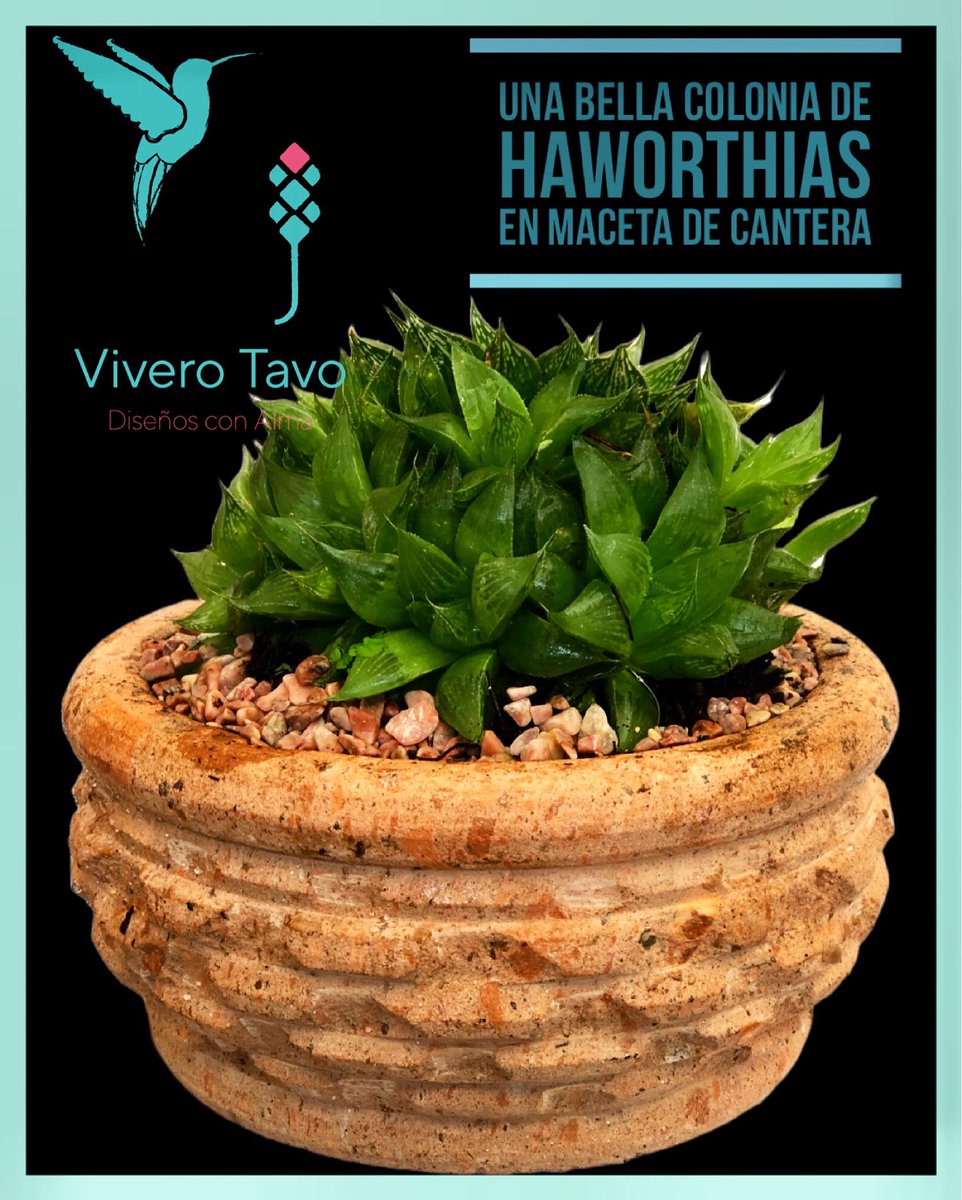 ViveroTavo's tweet photo. Visítanos, te estamos esperando!

#BebederoColibries #Pachuca #cactus #suculentas #plantas #carretas #macetas #elegancia #diseño #peatmoss #sustratos #fibradecoco #bancas #agaves #charolasparagerminar #fuentes #vermiculita #perlita #humusdelombriz #interiores #jabonpotasico https://t.co/rhpfOaHmWx