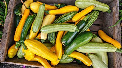 Product Of The Month 🚨 (Summer) Squash 

Did you know there are two different types of squash: winter and summer squash. Summer squash like zucchini have thin skins and can be eaten whole. Skin, seeds and all. Where winter squash like pumpkins have tough skin and harder flesh