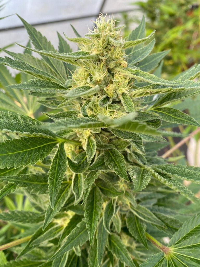 Big Dipper (Sherbcake X Stardawg) grown by our friend Scott on the Big Island of Hawaii 🌈 ✨ 

#Growyouowm #Cannabis #GYO #WeedLovers #WeedSmokers #JGYO 
#greenhandgenetics #blazeit 420 69 🤙