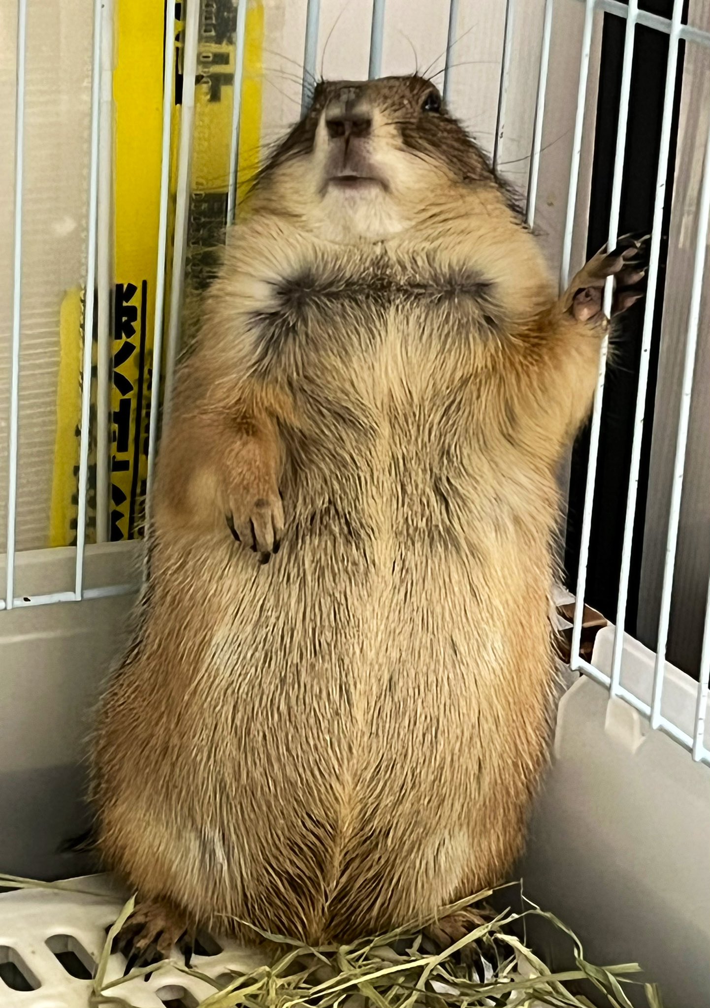 やみの Prairie Dog Prairie Twitter