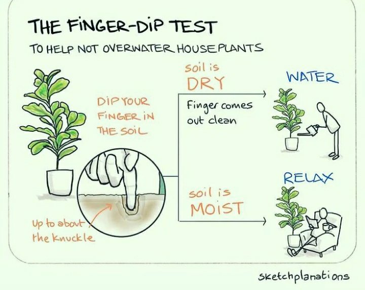 The finger dip test to help not overwater houseplants 🌿
#plantcare #plantTips #plantcaretips