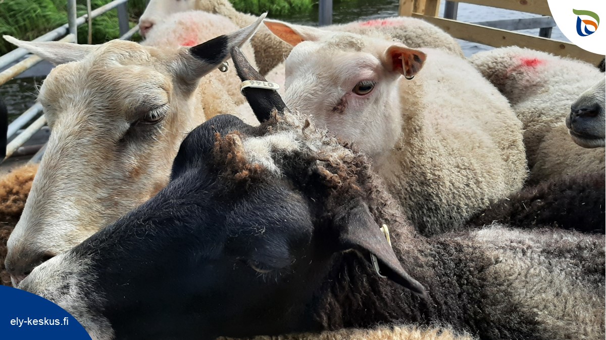 elinvoimak_LAP's tweet photo. Lampaat ovat saapuneet lautalla Ylitornion Kainuunkylän Lammassaareen. 🐑🐑#HelmiOhjelma mahdollisti laidunnuksen aloittamisen tällä valtakunnallisesti arvokkaalla perinnebiotoopilla. #ELYkeskus #Lappi #perinnebiotooppi https://t.co/hwlGUosYXh