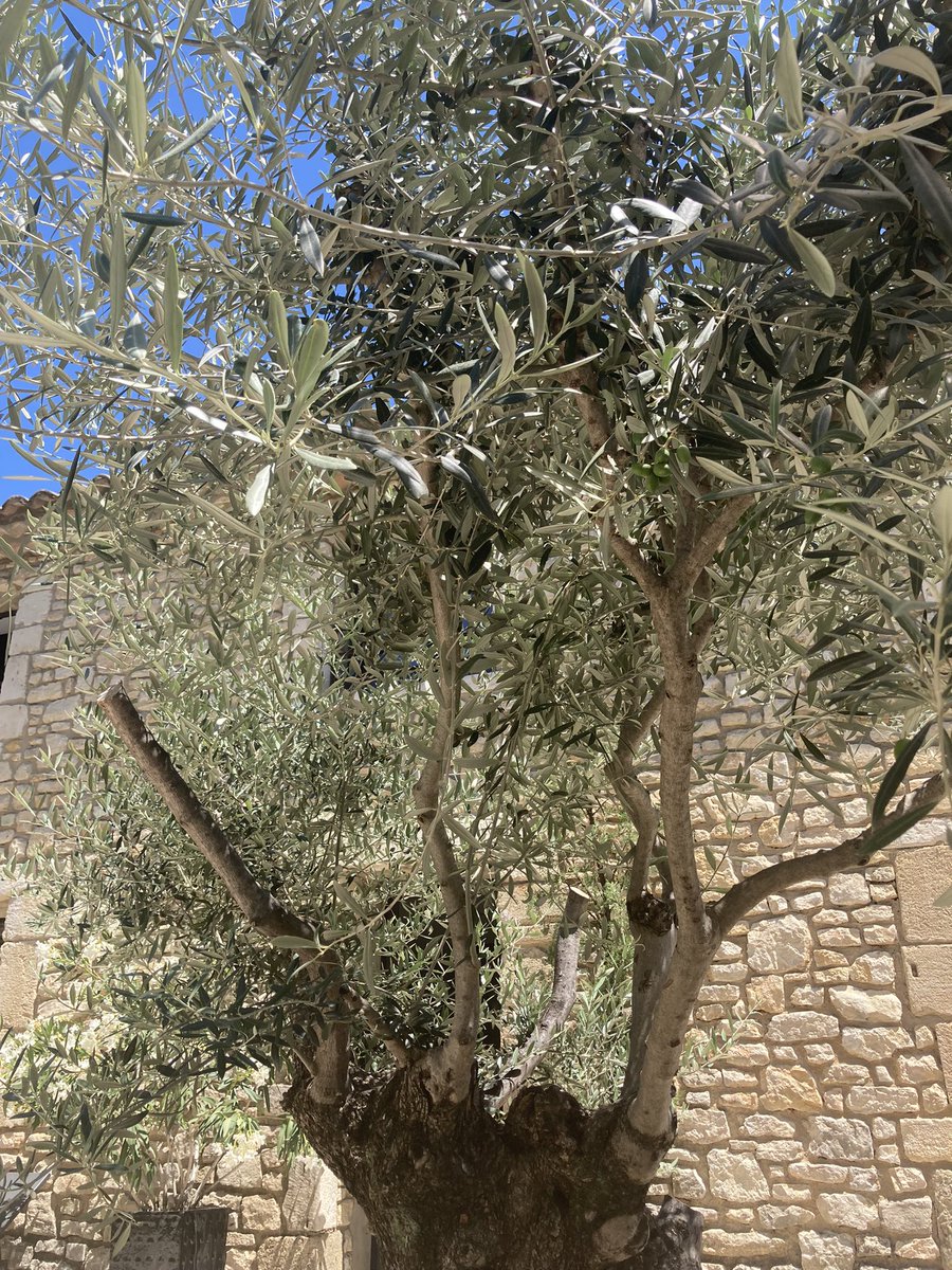 BeightonEmms's tweet image. Currently laying in the shade of an 800 year old olive tree with nothing to think about except what to have for dinner tonight in the bistro 20 steps away from our garden gate  …feeling blessed