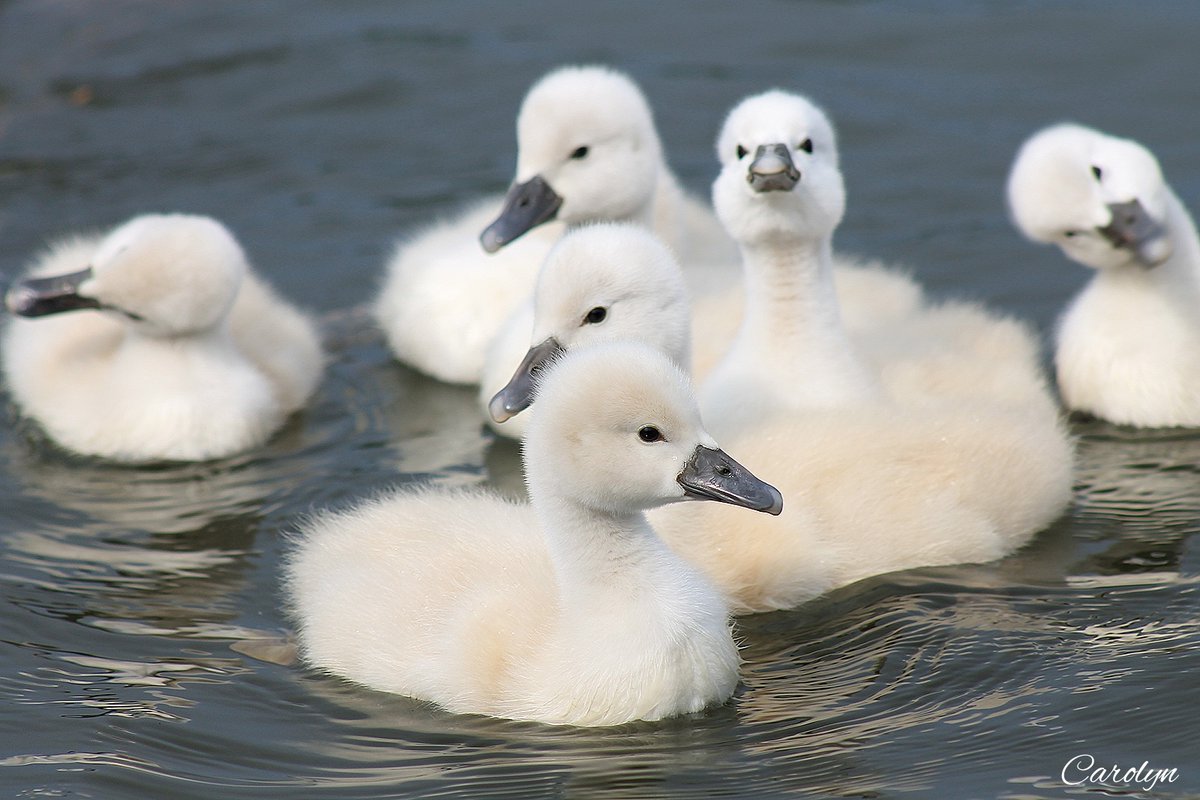 We’re taking it in from all angles. 

Cygnets are able to swim just hours after hatching!

Cygnets 📸 Carolyn Taylor