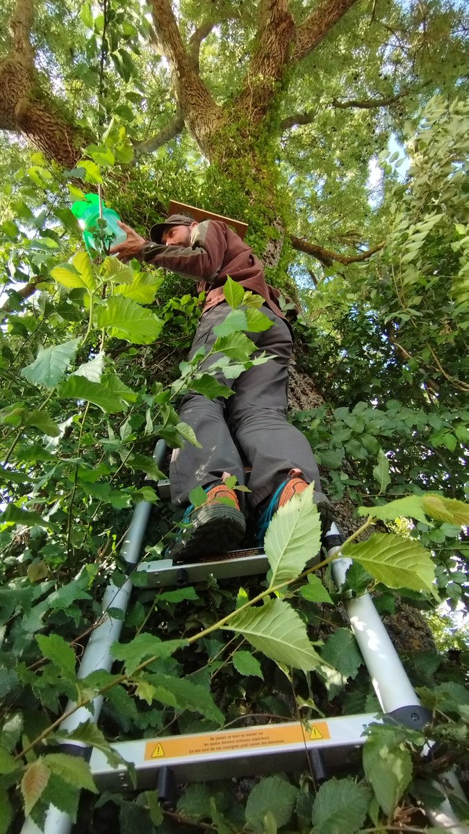 eva_gril's tweet photo. Yesterday I had a unexpected field day with @EkoLogIt. Just helped out a bit with the @CoolTreeProject, focusing on big old solitary trees 🌳, comparing urban &amp; rural landscapes!
We collected insect traps, attached to each of those massive trees... https://t.co/dnIfJu681w