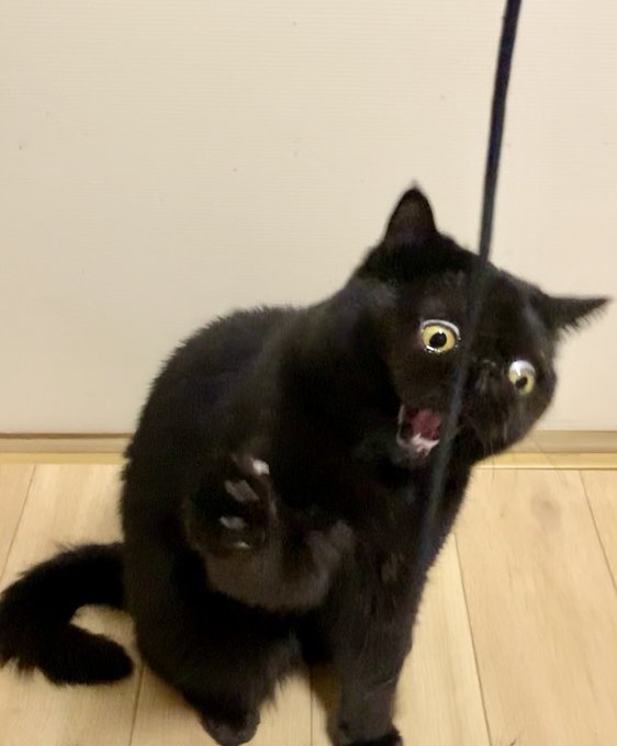 猫もこんな顔になるんや 滅多に目撃できない黒猫の 白目 必死顔に飼い主も驚き 今夏の電気代みた人の顔やん まいどなニュース