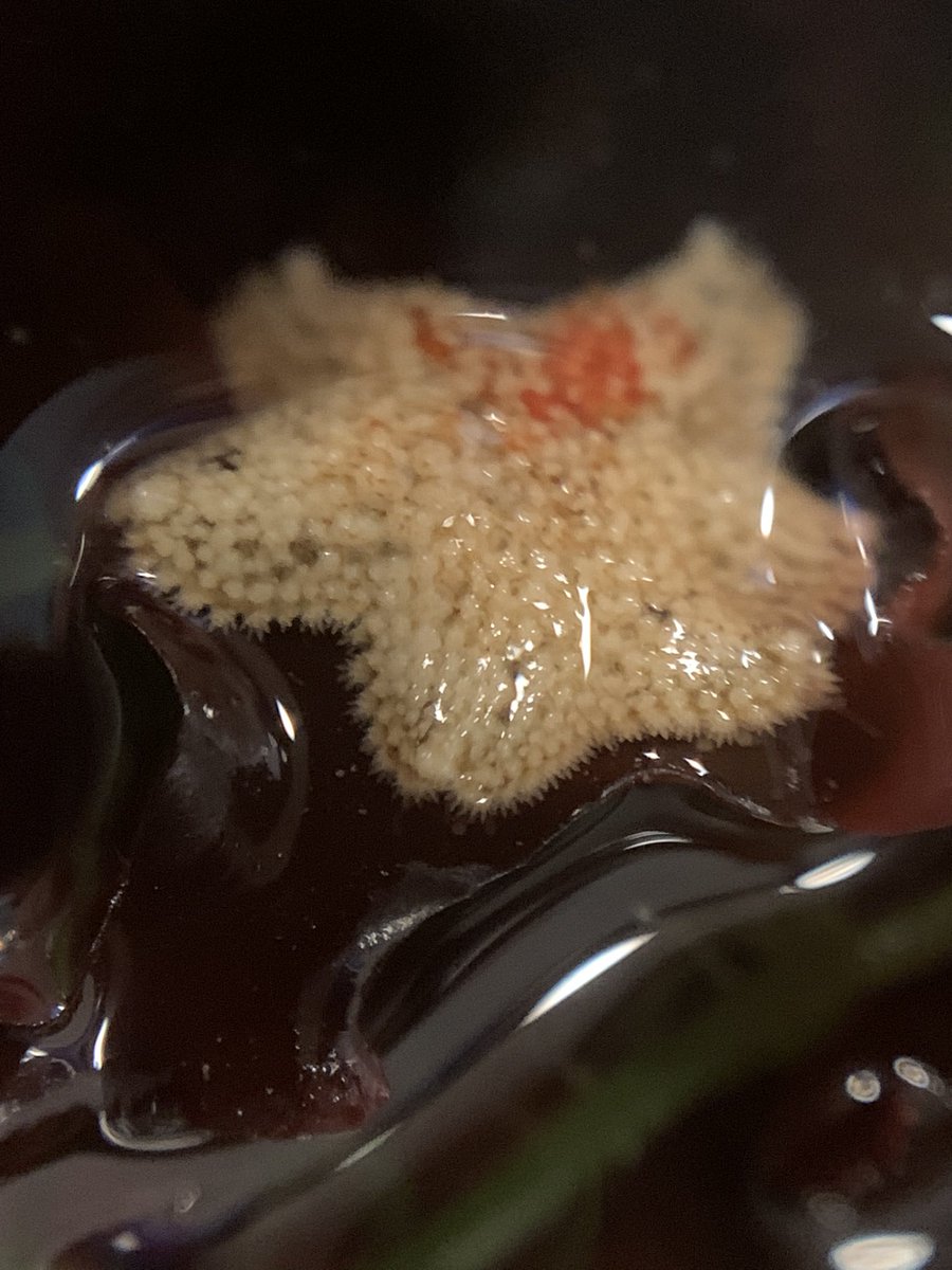 Funkelschoen's tweet photo. Ihr Lieben ,hoffentlich seid ihr gut in den Tag gekommen? Gestern kleinen Einkauf bei Megazoo.Alge für Krebsi 1Foto,und heute früh Überraschung : #Seesterne #Schnecken & Co im Eimerchen🤦🏼
Eigentlich wollten wir #Kalle wieder zurück ins Meer bringen. https://t.co/8gYUX9iJxH