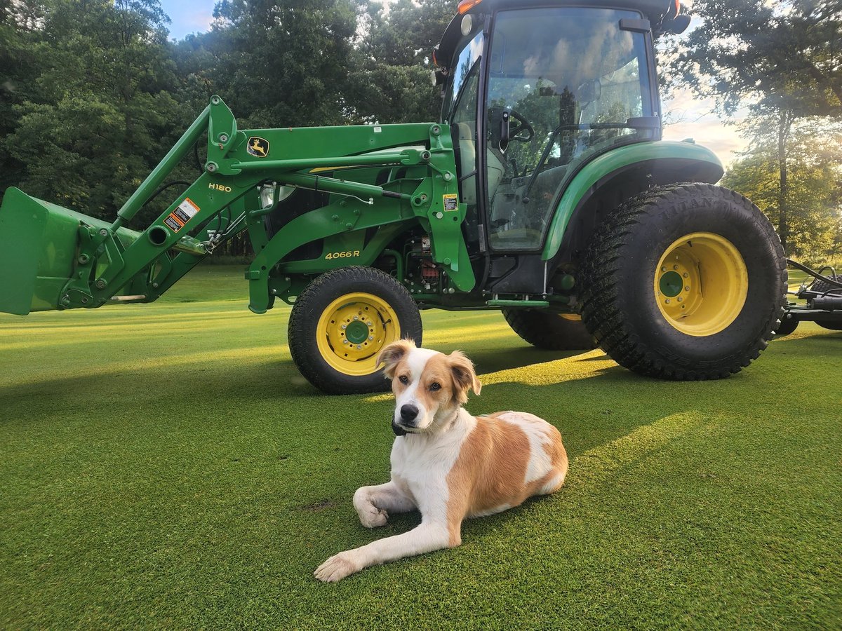 Cantignyturf's tweet photo. When the pup just let's you get that perfect photo! @DogsOfTurf @JohnDeere #rollingfairways https://t.co/uS3P2b67N2