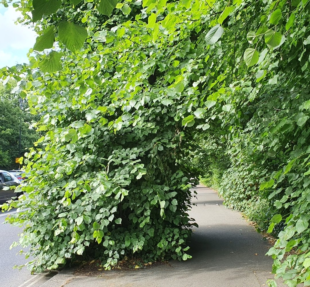 cpneighbours's tweet image. Dear @lb_southwark 
Huge thank you for your quick response (once alerted) to overgrown trees at Crystal Palace..  this really improves sight visibility and safety generally, and reduces pinch point risks during @WirelessFest (with its 40,000+ event crowds expected)