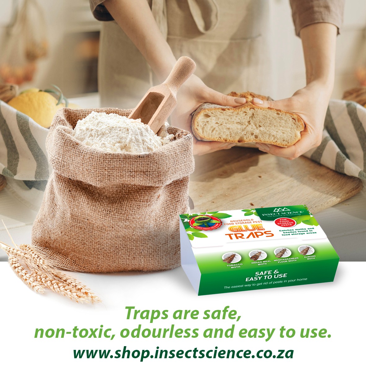 Insect Science tweet media