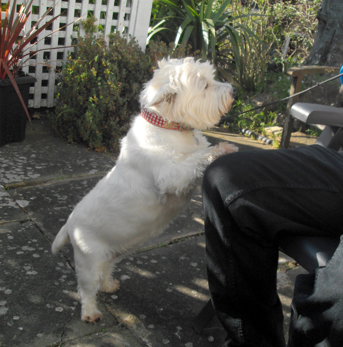 CartersCollecta's tweet photo. @oldfollybears Such a cutie! hello Douglas, meet Lily (aka #FatLil) https://t.co/EEsFWwLLA1