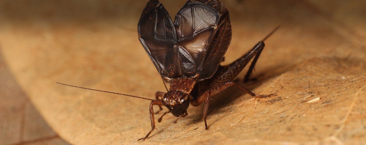 #conference  « La communication acoustique chez les #insectes ». Laure Desutter Grandcolas du <a href="/lemuseum/">Muséum Le</a>, spécialiste des #grillons, nous partage son savoir sur les nouvelles techniques d'étude des signaux de communication chez les insectes. Sam. 2 juillet 15h à
#larochejagu