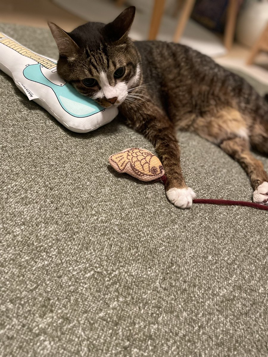 chibi_yonco's tweet photo. ぼくは枕が好きなんです。

#ねこちゃん　#猫　#保護猫
#チビちゃんの日々 https://t.co/7uKiLpuUeW