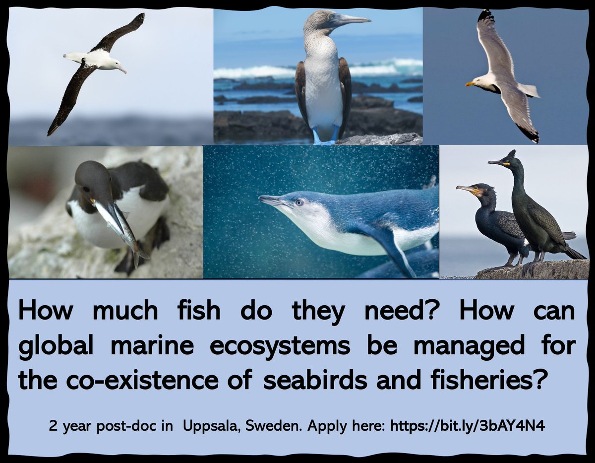 Postdoc alert! I'm hiring a 2 year postdoc to work with bio-energetic modelling of prey requirements of seabirds in relation to fisheries. Location: Uppsala, Sweden. Please spread the word! Application link: bit.ly/3bAY4N4