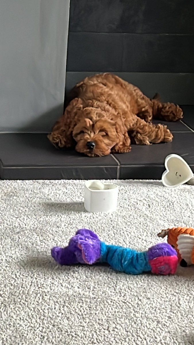 Yep, can confirm, dogs are fucking ace!!