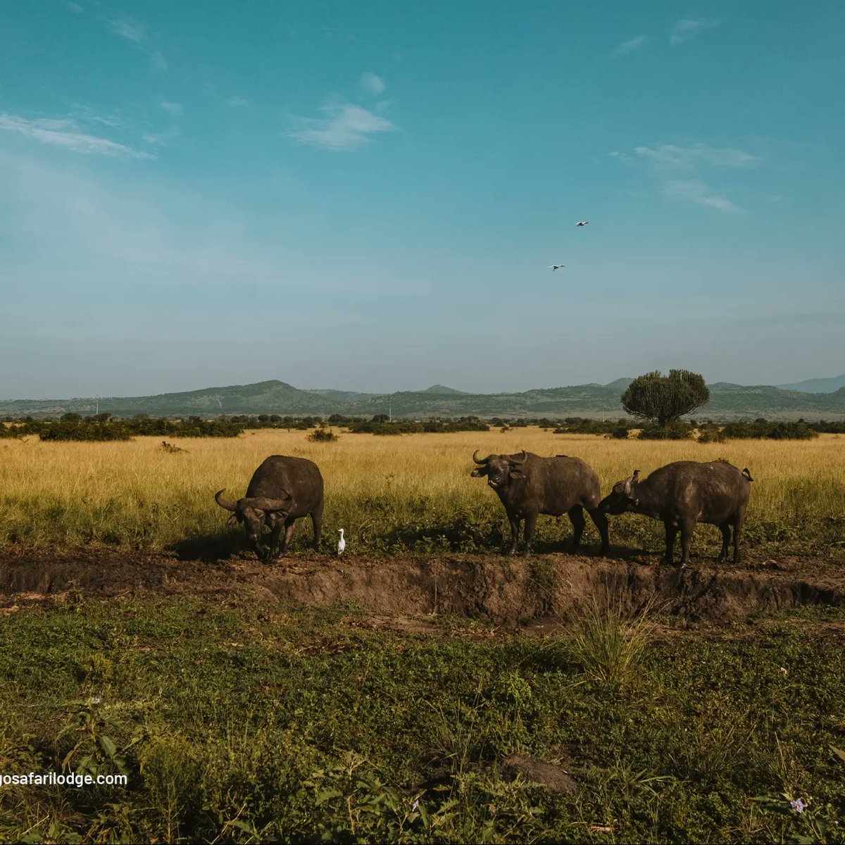 kikorongolodge's tweet photo. There's nothing on this earth quite like the bond you form with nature on a #Kikorongo Safari

To be one with her, to reach out and touch her pristine wilderness..

To taste and feel her unfettered air, letting her roar fill your very being with the sound of life..
#ExploreUganda https://t.co/mAzD7FoHgj