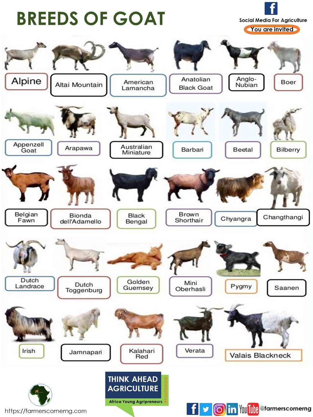 Goat Breeds Facts, Types, And Pictures, 51 OFF