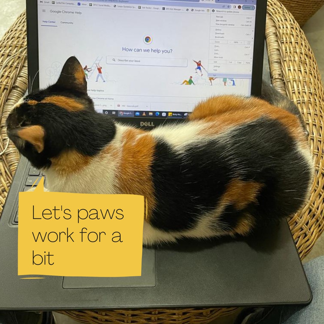 BeatriceCatto's tweet photo. And go stand in a queue 

#fuelcrisislk 
#CatsofTwittter #Cat #catlover #catloversclub https://t.co/vPWdVkaKNB