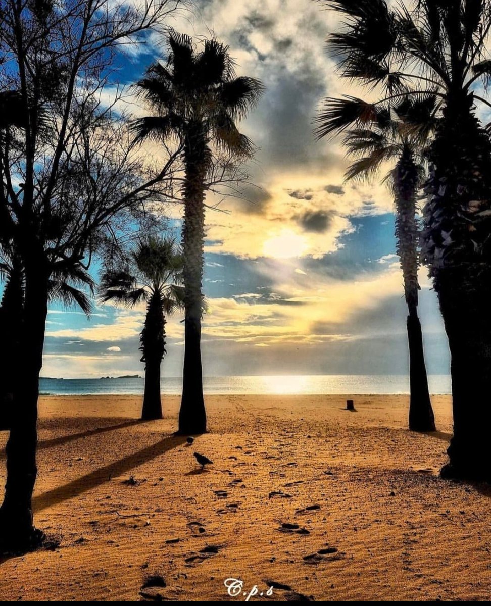 🌴 Les palmiers de la plage des esclamandes, un incontournable lors de votre séjour à Fréjus !

📸 insta team_instant_paca