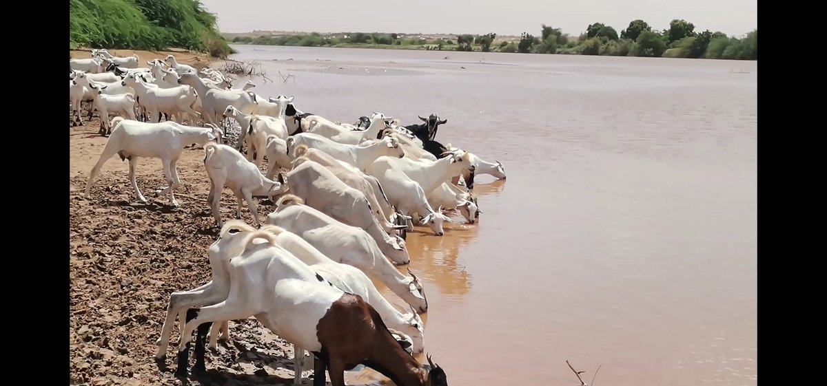 AbdullahiSolar's tweet photo. #Somalia's backbone #economy 🇸🇴💦🐐🐐💦🇸🇴 https://t.co/Rnr18VXhsY