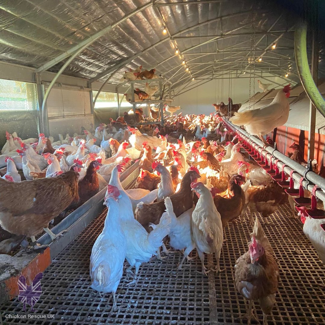 Our team is preparing for our next rescue &amp; rehome on the 9th July when we will have white and brown hens available. If you are looking for some new additions please book now on our website bit.ly/3tKFRSi #chickenrescueuk #chickenrescue #rehomingchickens #rescuechickens