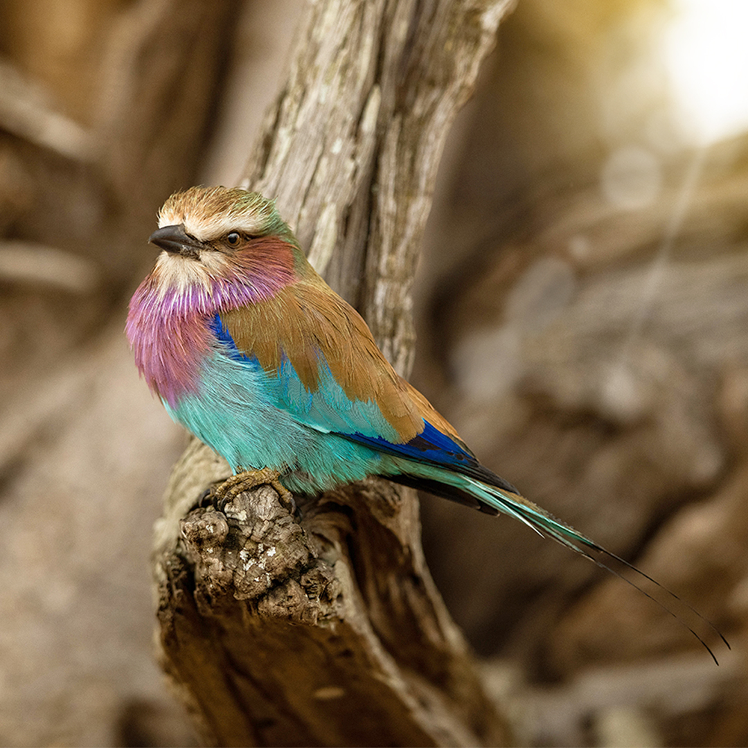 onenaturehotels's tweet photo. Birds of the same beautiful feathers… 
Unlike a lot of its fair feathered friends, the lilac-breasted roller (“kambu” in Swahili) is not dimorphic. This means that both males and females share the same vibrant colouring and general appearance.

#travel #travelagain https://t.co/KactoiJ9Gs