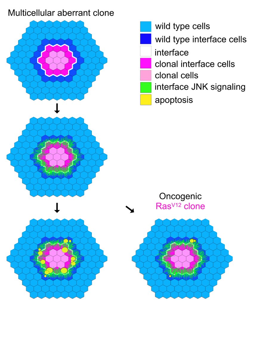 1/6 
Interested in how abnormal cells are eliminated from tissues? Check out our new preprint on how JNK signalling at interfaces between two cell populations drives elimination, and how this surveillance system is evaded by oncogenic RasV12 clones: biorxiv.org/cgi/content/sh…