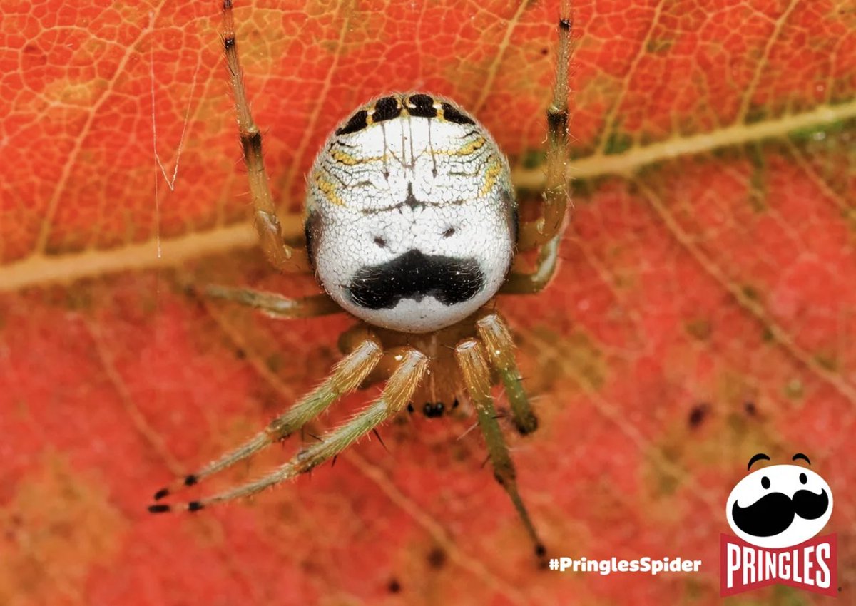 StepFeed's tweet photo. 🕷 Mr. P's Spider
Staring at him for too long makes him start to look a bit creepy, but you'll also notice the @Pringles mascot bears a striking resemblance to the Kidney Garden Spider's body
This gives us #PringlesSpider https://t.co/JfO8x1nT9b
