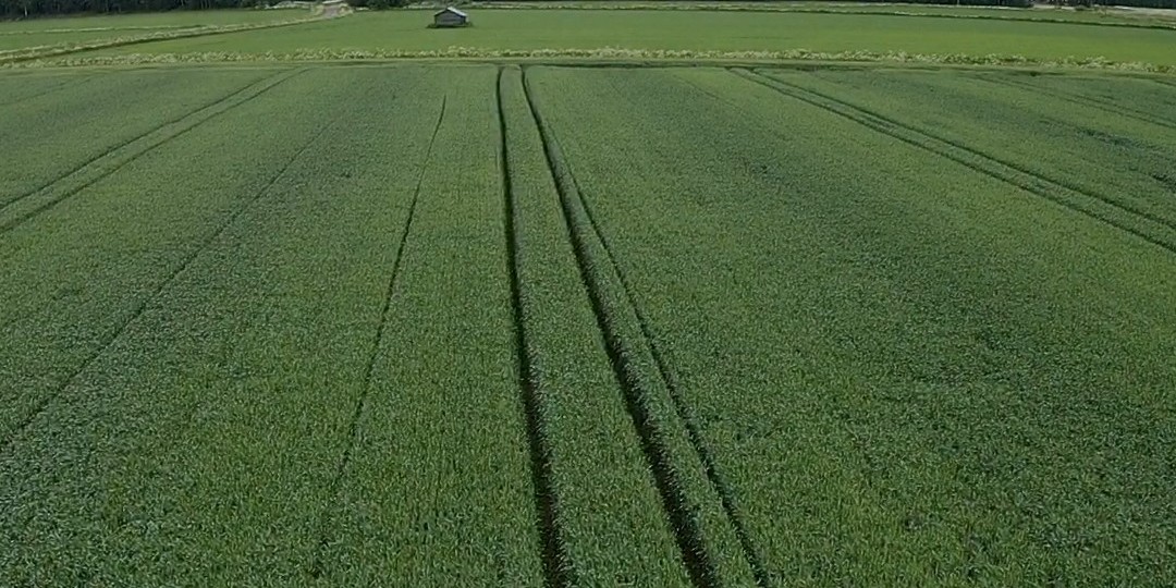 Kenneth Asp Maalahdelta kilpailee syysvehnä Emiliolla Ascra Xpro -satokilpailussa. Kasvua ovat tukeneet lehtilannoitteet sekä oikea-aikaiset kasvinsuojelutoimenpiteet🌱 
Kenneth on erityisen tyytyväinen syksyn onnistuneeseen kasvuston perustamiseen🌾☀️
#ascraxprosatokisa2022