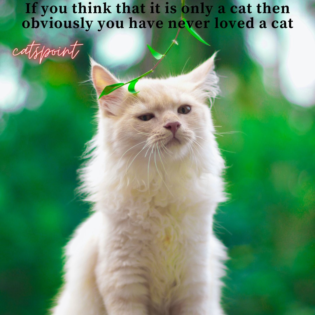If you think that it is only a cat then obviously you have never loved a cat  #catlovers #cats #cat #catlife #catlover #catoftheday #meow #kitten  #kittens #kitty #pets #pet #catlove #world #cute #, image size:1080x1080