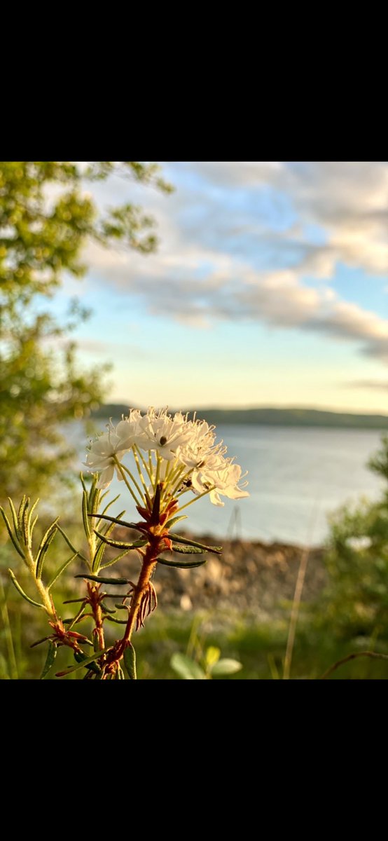 LenaWarelius's tweet image. Tropical nights in arctic Norway. #thenewarctic #Arctic #TropicalThoughts #summertime #barents #kirkenes #theiceismelting