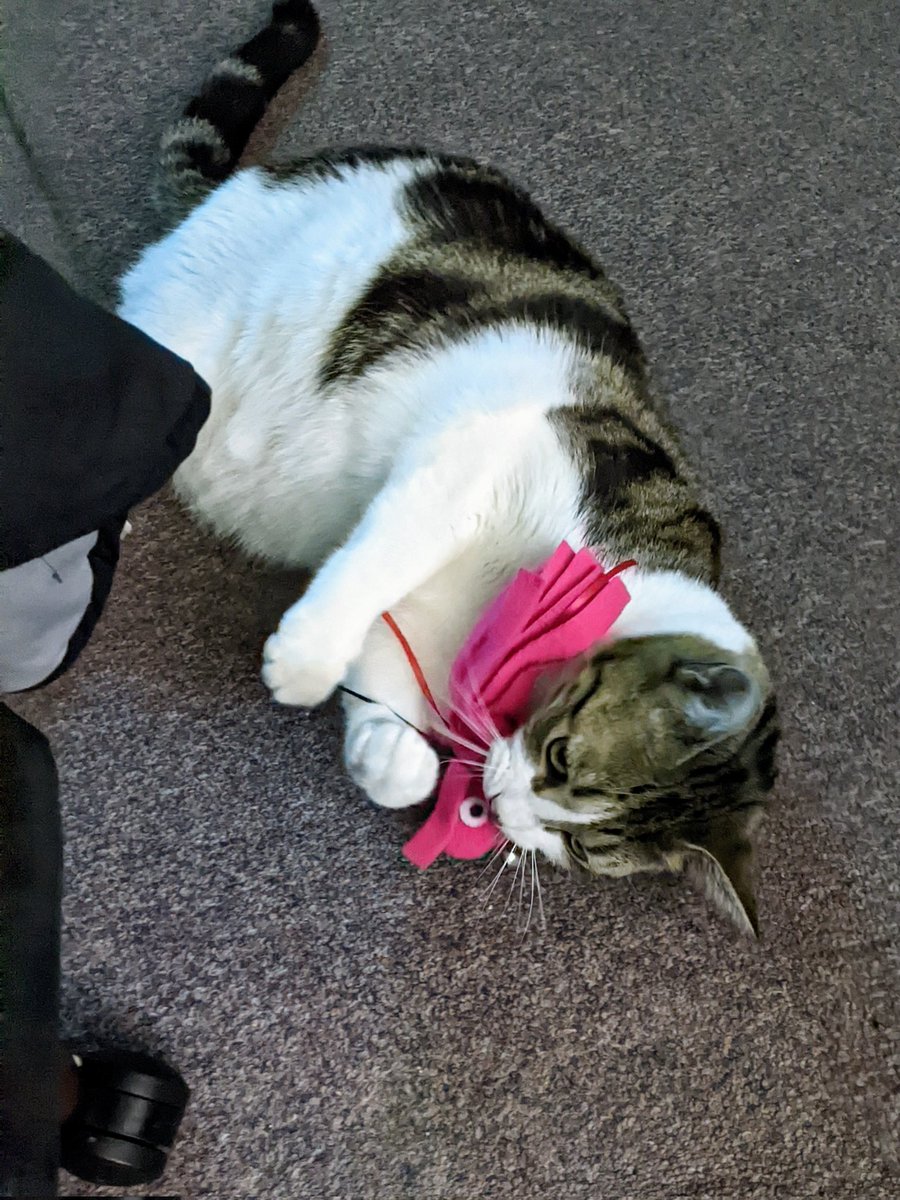 Good evening <a href="/Pomchi_Puppy/">🧚🏻‍♀️🎀 Tinkerbell 🎀🧚🏻‍♀️</a> Tinkerbell !! 😻 I misses you my friend and your lovely mum !! 🥰 Is you ok my pal ?? 😺 I playing with my pink octopus !! 🐙🐙 And looking after my mum !! She no good at sitting still !! ,😹 Sending hugs from me and mum 🤗😻🥰