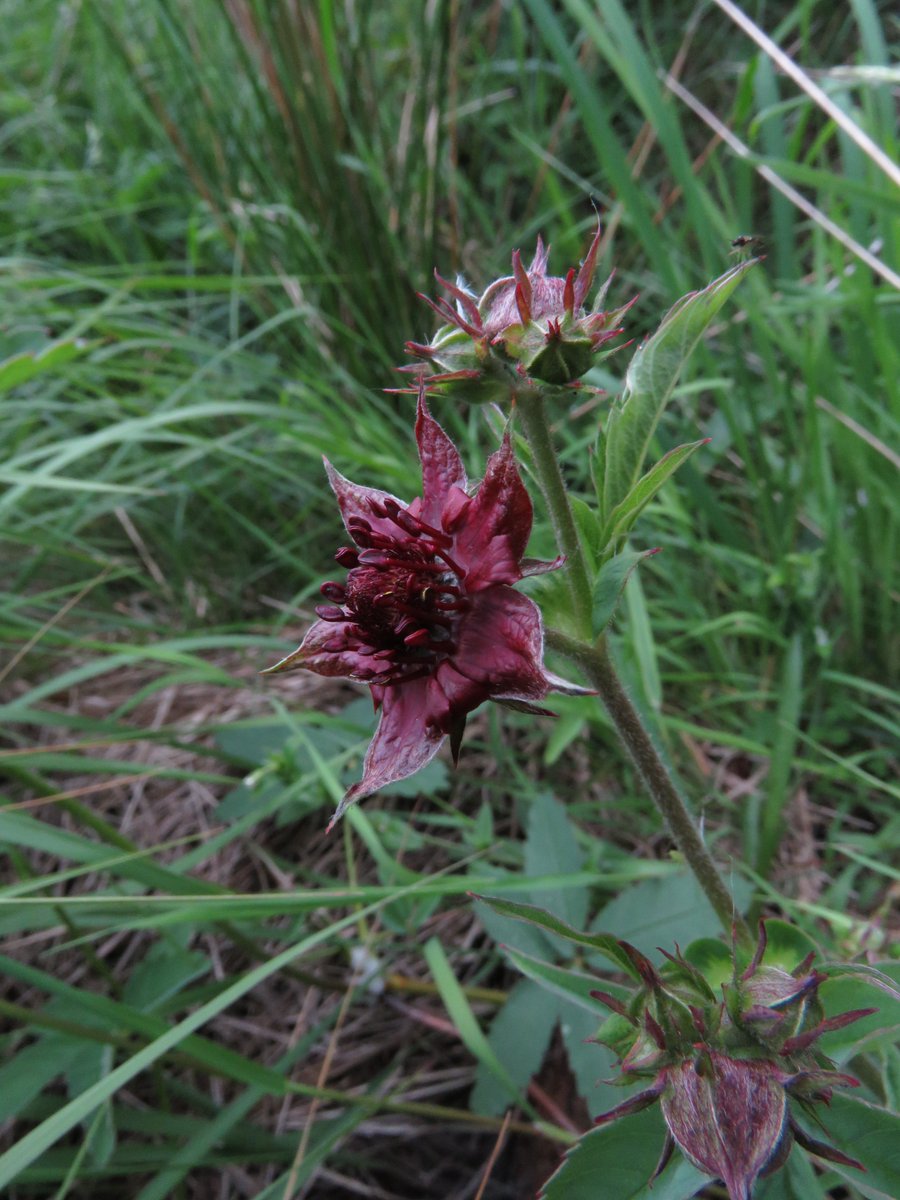 Caitriona Carlin tweet media