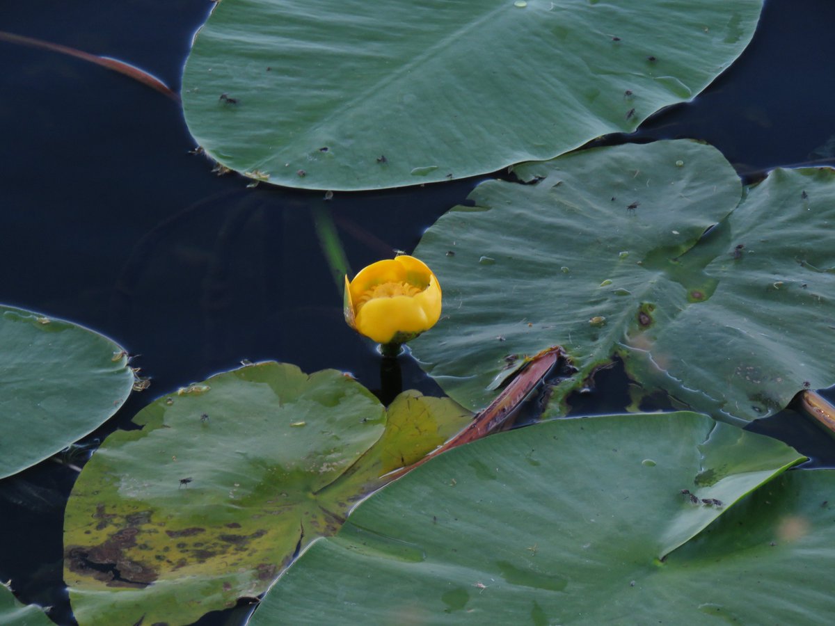 Caitriona Carlin tweet media