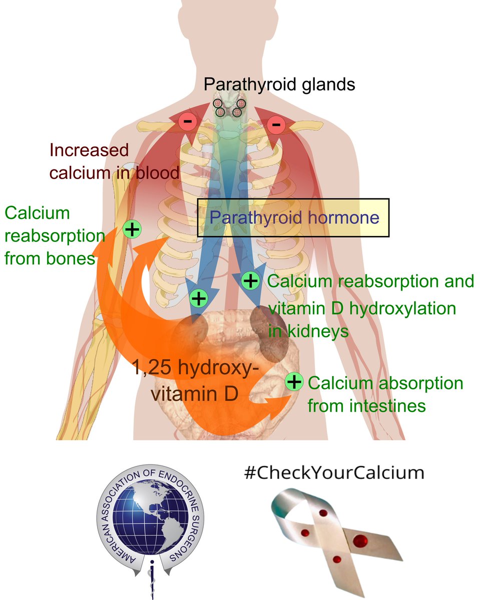 Parathyroid hormone (PTH) increases absorption of calcium through the kidneys and bones. It also causes conversion of vitamin D into its active form, which increases absorption of calcium from the intestines and bones. #CheckYourCalcium <a href="/ParaTroupers1/">ParaTroupers</a> <a href="/TheEndoSociety/">Endocrine Society</a> <a href="/TheAACE/">AACE</a>