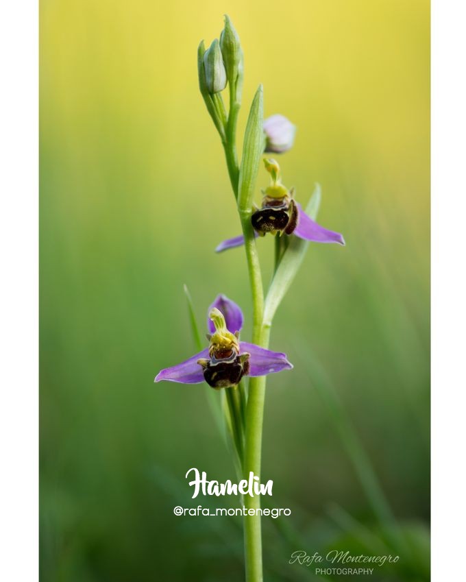 HamelinOfficial's tweet photo. Esta es la 📸 “fotografía de flora destacada del día de ayer” realizada por “Rafa Montenegro“ en Hamelin (https://t.co/UL4uDtntI1) de una "Orquídea abeja" (Ophrys apifera)✨
#orquidea a #raw_macro #fever_macro #naturelovers #addicted_to_macro #hamelin @PFBADALONA https://t.co/BKknFSrypj