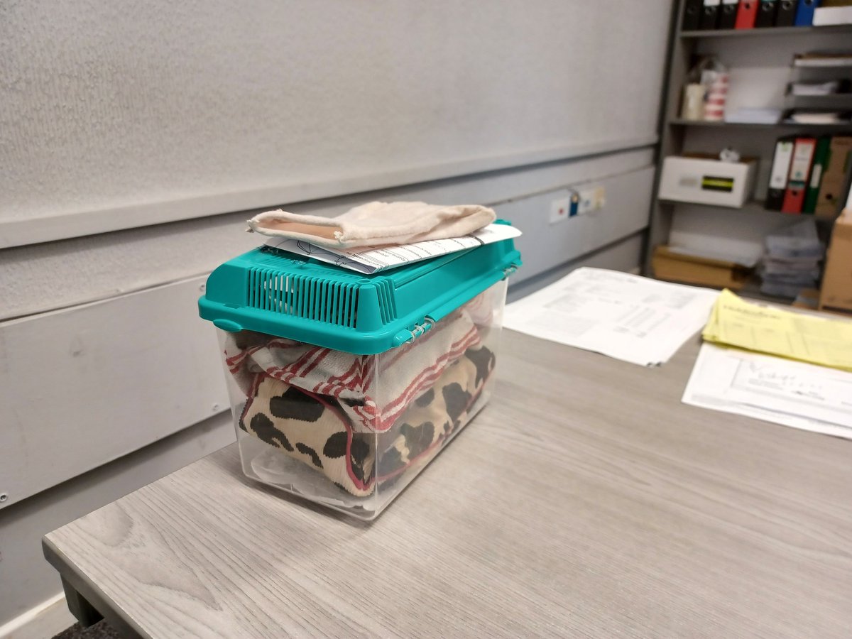 eveshambatcare's tweet photo. Cuthbert the wriggly little #BatPup that @natsabin chauffeured to EBC HQ yesterday is now on his first day at work. Not very efficient though, he is in his #HamsterPouch having some zzzz's! #BatCare #HandRearing #CuthbertBatPup #LoveBats #BCT https://t.co/GERt17EiOJ