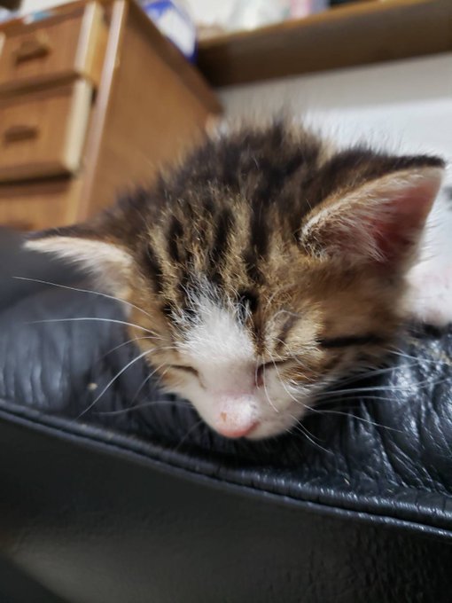 Twitterのコスプレ画像19