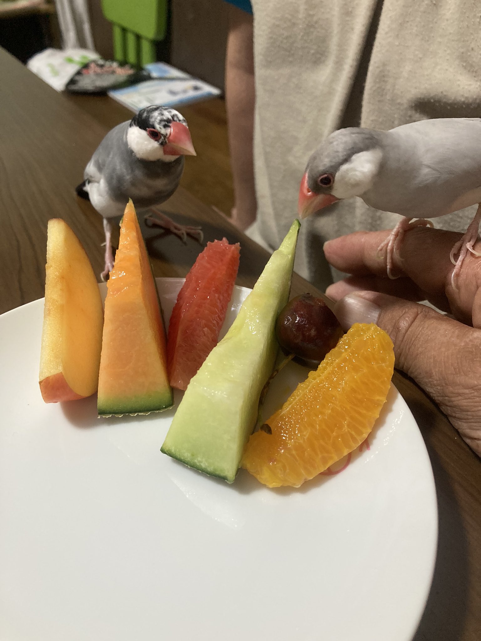 文鳥ハチピー D3sj4odq8gx5j9s Twitter