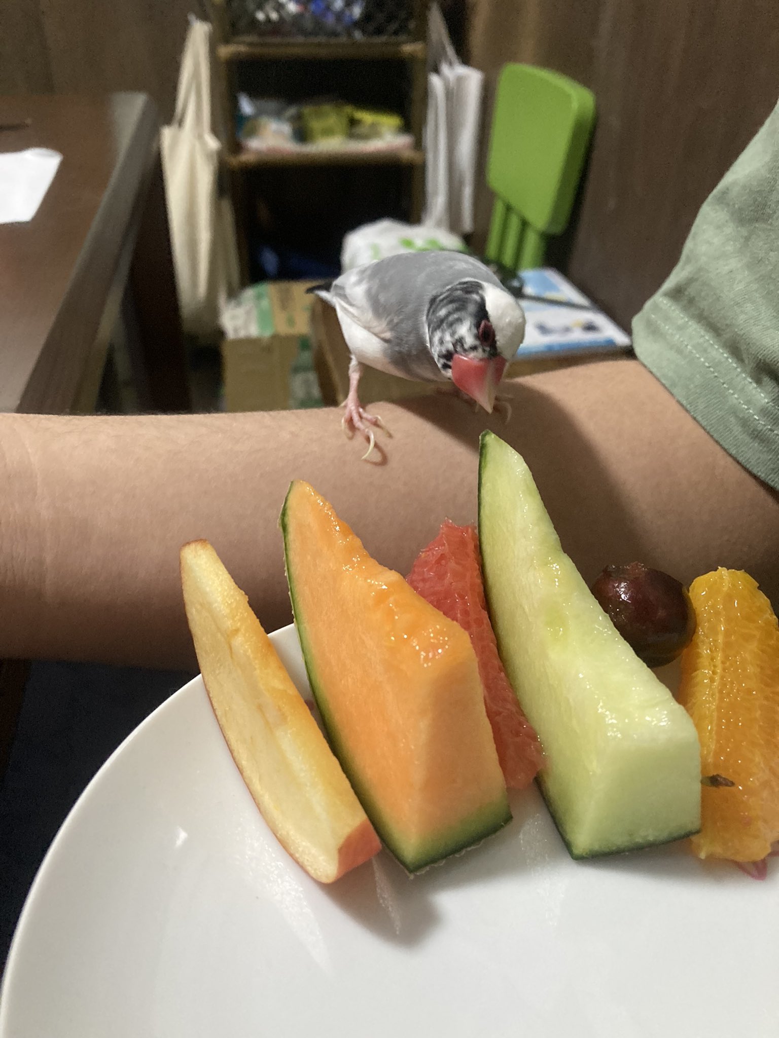 文鳥ハチピー D3sj4odq8gx5j9s Twitter