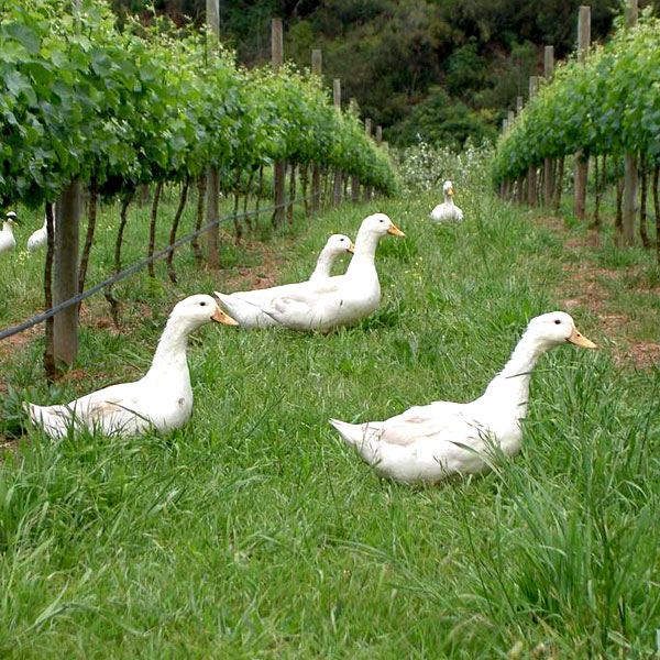 Provenance. 
#organicwines #elginmagic #elgin #elginridgewines #biodynamic