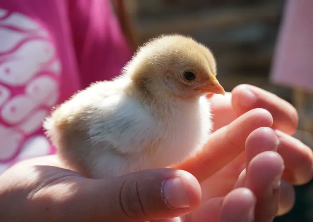 JohnOberg's tweet photo. Please RT if you want to see a world where animals are shown compassion &amp; consideration instead of cruelty &amp; contempt. 🧡 https://t.co/JwrpiSnlz0