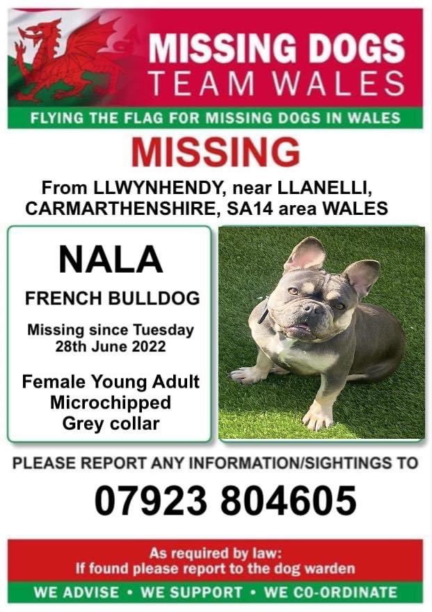 rosiedoc666's tweet photo. 🔺NALA
🔺FEMALE YOUNG ADULT #FRENCHBULLDOG
🔺Missing from #Llwynhendy, nr #Lanelli, #Carmarthenshire, #SA14 Wales
🔺Tuesday 28/6/22 (seen TIR EINON)
🔺CHIPPED/Grey collar
🔺check gardens/sheds/garages & call ASAP🔺
https://t.co/7TWgvABFSG
@DPPLlwynhendy @SparLlanelli @gelert01 https://t.co/U35CvjNi43