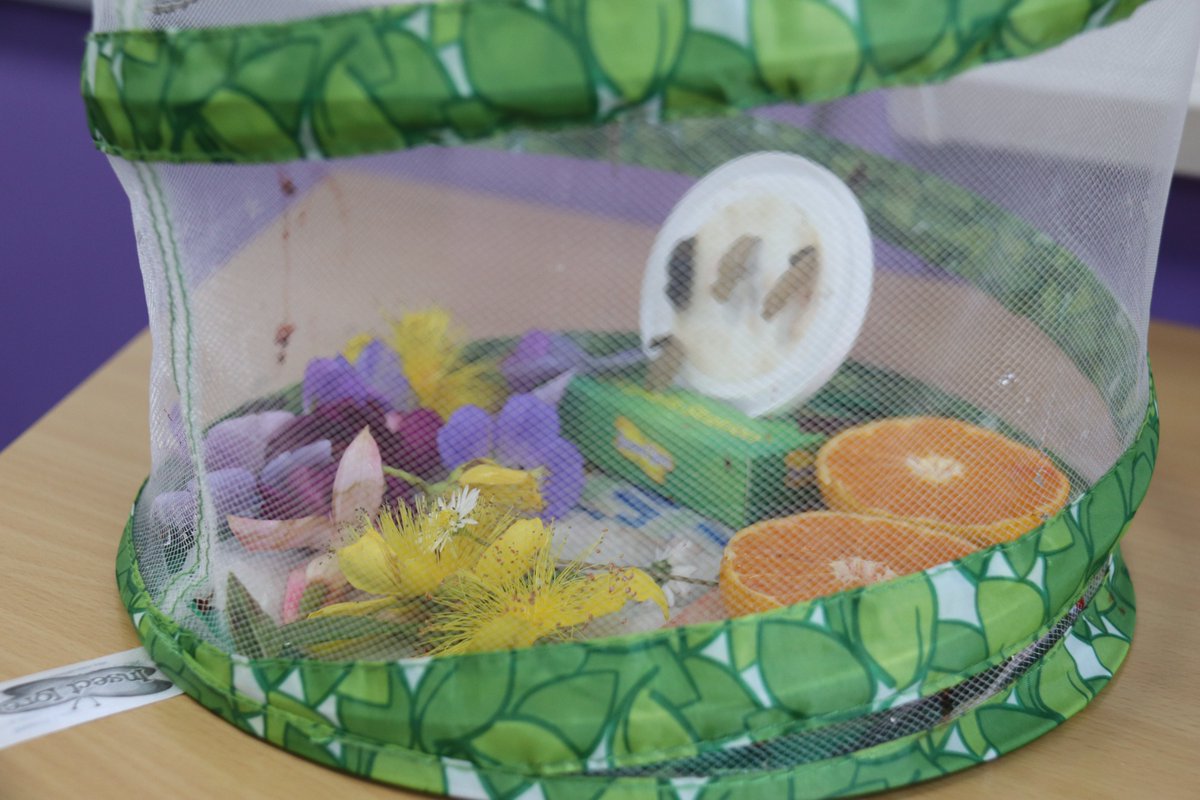 EKCFolkestone's tweet photo. Remember our Early Years students had some caterpillars? 🐛

They are now beautiful butterflies! 🦋

The students have fed them flowers, fruit and sugar water to help them gain strength!

Find out more about our #EarlyYears course: https://t.co/Nhd83scOyA

#FolkestoneCollege https://t.co/SSTABf6a6H