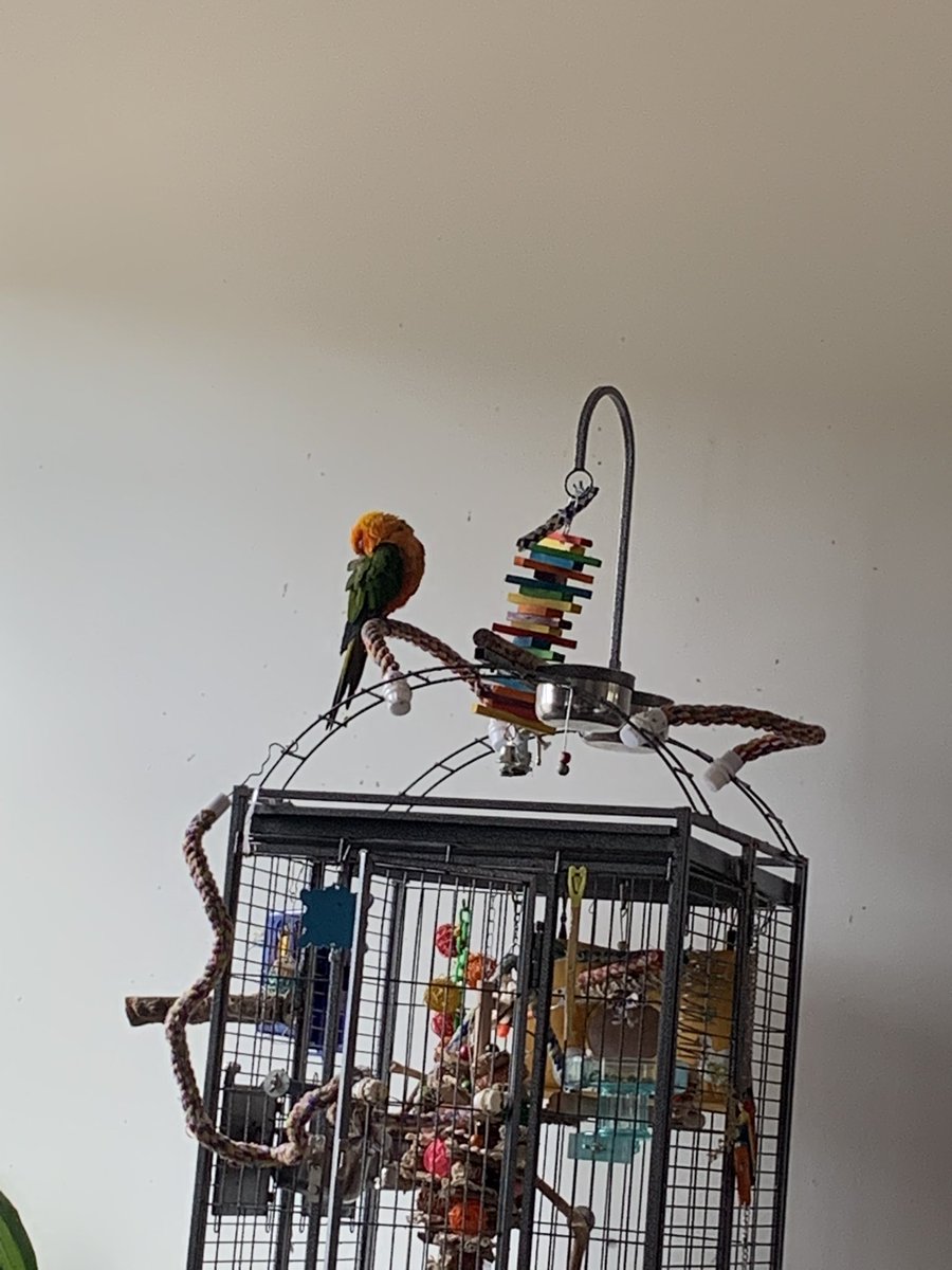 Mango’s House🦜🦜🦜 tweet media