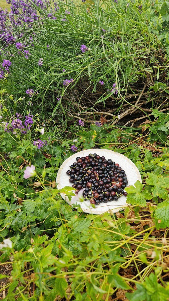Painshill's tweet photo. 🌱Picked fresh this morning from the Kitchen Garden, these are just a handful of the juicy blackcurrants which be winging their way to Mr Hamilton's Tea Room, ready to be included in a scrumptious recipe👩‍🍳#eatlocal  #eatwell #fresh #zerofoodmiles #tearoom #eatfresh #groundtoplate https://t.co/1l0lJP8yEo