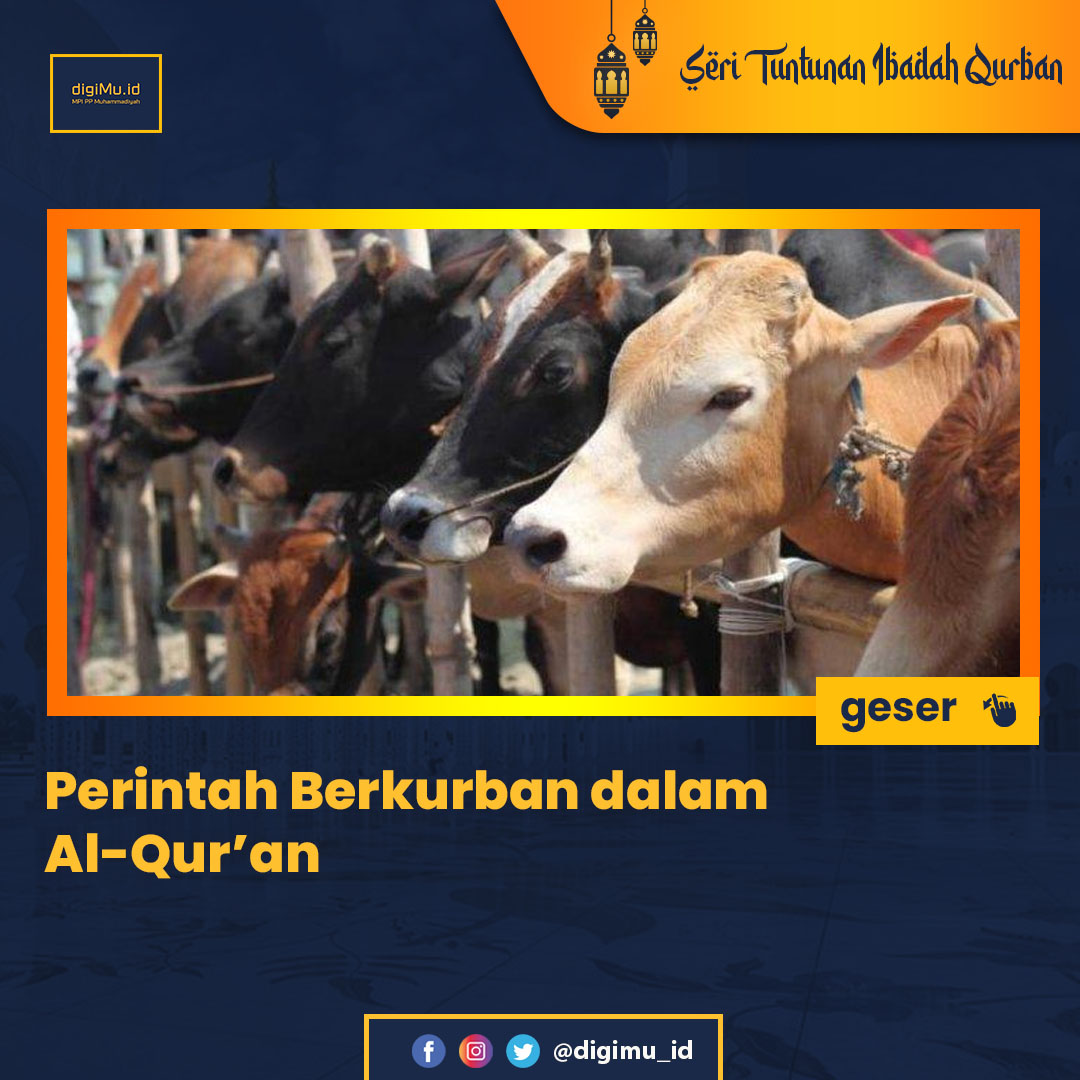 digimu_id's tweet photo. SobatMu, banyak sekali manfaat berkurban. Bahkan, barangkali setiap Muslim akan merasakan manfaat yang sedikit banyak berbeda. Lantas, bagaimana perintah berkurban dalam Alquran? Check slidenya. 

#Muhammadiyah #Aisyiyah #DigiMuID https://t.co/byFBUQxf2K