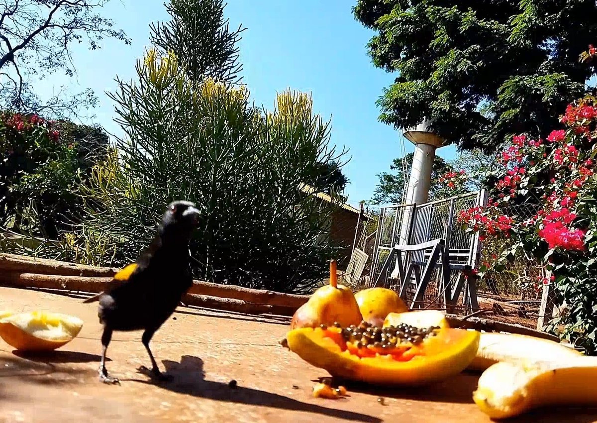 Coloquei algumas frutas pelo lado de fora e em 20 minutos apareceram 4 espécies de aves, a natureza realmente precisa de ajuda algumas vezes, foi uma festa o dia todo nesse comedouro